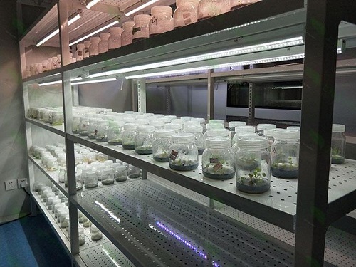 浮山植物组织培养实验室设计建设方案